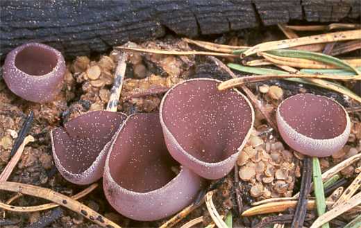 Peziza violacea